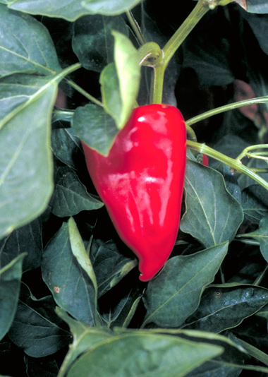 Pimiento en la mata